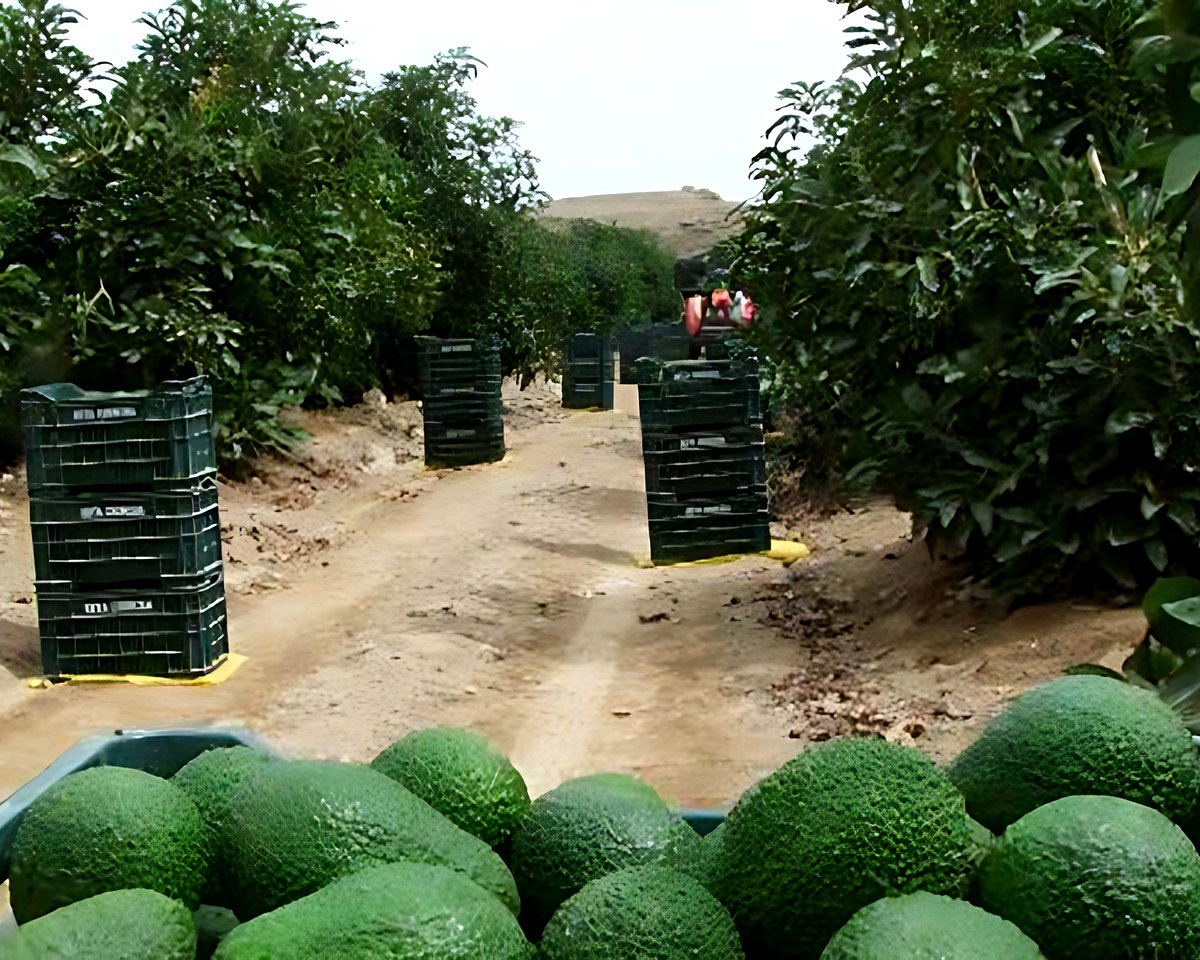 Palta Hass recién cosechada en jabas, en un campo de palta